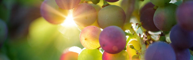 Молдова продолжает экспортировать вина на зарубежные рынки