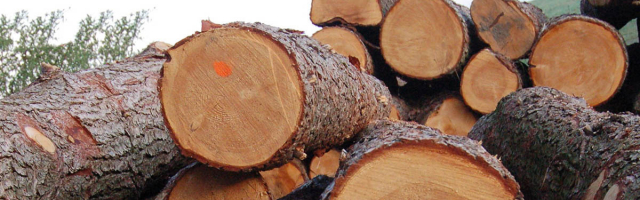 Генеральный примар раздаст дрова нуждающимся