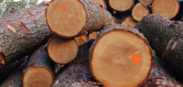 Генеральный примар раздаст дрова нуждающимся