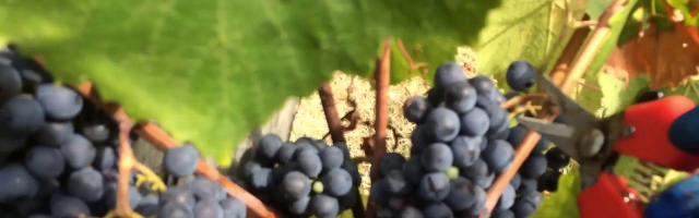 Урожай винограда в этом году самый скромный