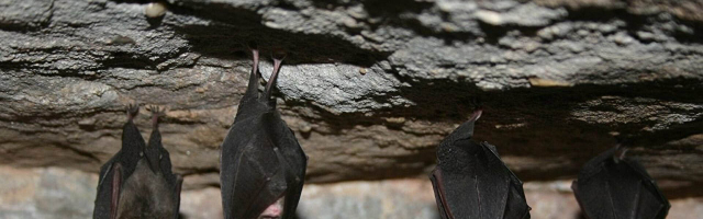 В столичном доме обнаружена колония летучих мышей