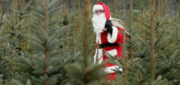 Более 50 тыс. елок поступят в продажу на зимние праздники