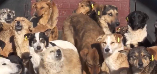 Активисты вышли с требованиями по поводу бездомных собак