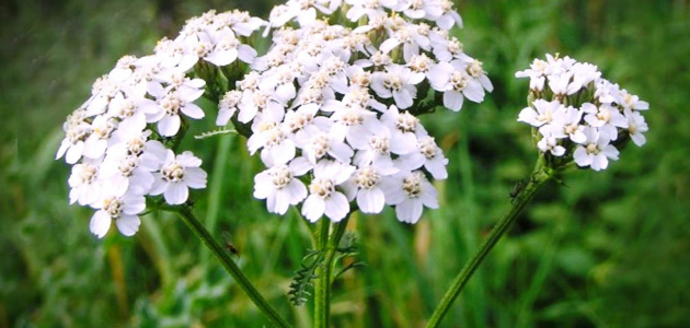 «Молдсилва» возобновляет меры по защите редких растений