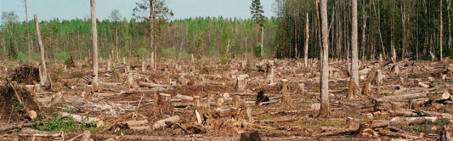 Молдове в ближайшие 20 лет грозит исчезновение лесов