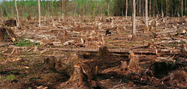 Молдове в ближайшие 20 лет грозит исчезновение лесов