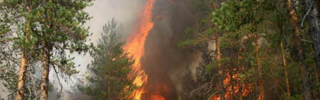 Экологи встревожены большим количеством пожаров
