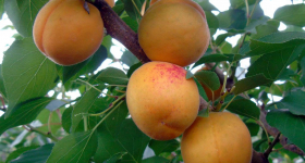 Молдавские абрикосы будут гнить дома