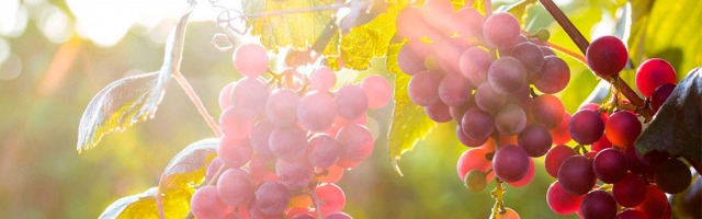 Столовый виноград в этом году будет продан за копейки