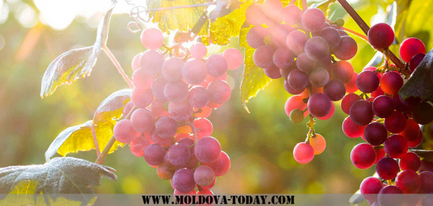 Столовый виноград в этом году будет продан за копейки