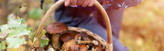 Сезон сбора лесных грибов в Молдове начался