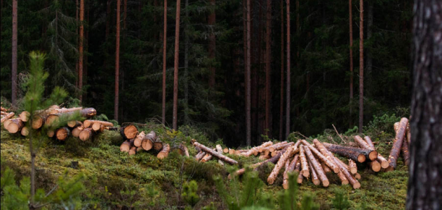 Народ мёрзнет-незаконные вырубки деревьев растут
