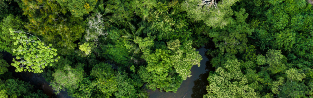 Тропические леса Амазонки по угрозой исчезновения
