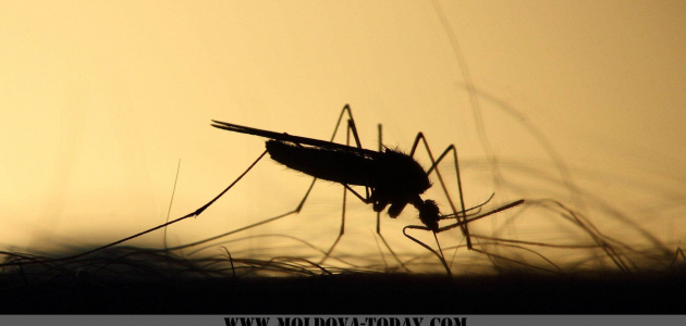 Вирусные комары атакуют