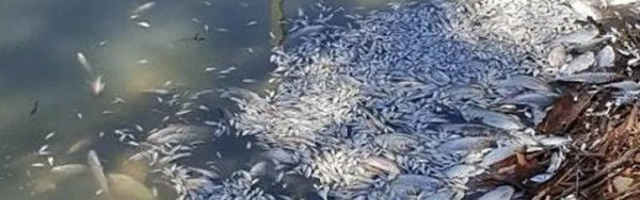 В Сынжерее тонны мертвой рыбы плавают в озере