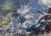 В Сынжерее тонны мертвой рыбы плавают в озере