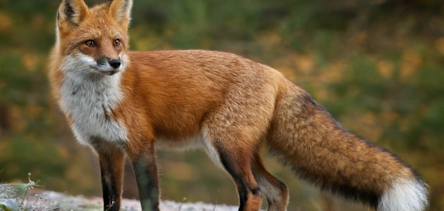 В лесах Молдовы началась вакцинация диких лис