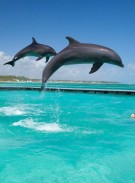 Dolphin island