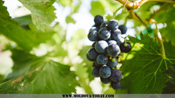 vinograd-listya-grozd