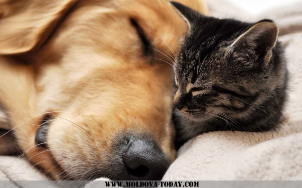 Animals___Cats_Cat_and_dog_sleeping_044350_-1