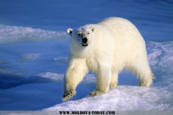 Белые медведи на Шпицбергене
