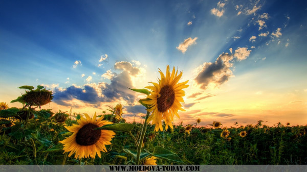 Nature___Seasons___Summer_Sunflowers_on_a_background_of_the_summer_clouds_078398_