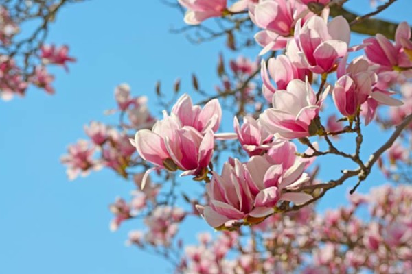 magnolig