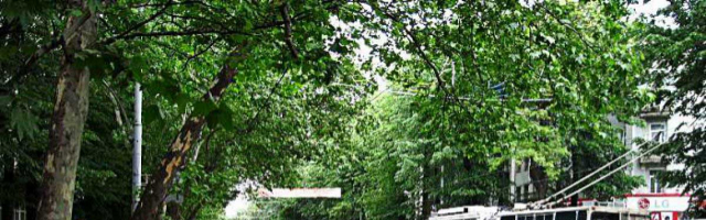 На бульваре Штефана чел Маре будут вырублены еще 250 деревьев