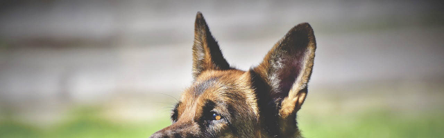 В Молдове завершают вакцинацию собак