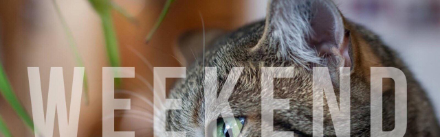 Нескучный Кишинёв: где провести время 14 и 15 декабря