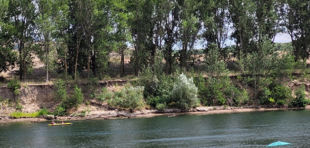 Река мелеет, микробы размножаются