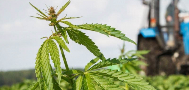 Коноплю пшеница не прикроет