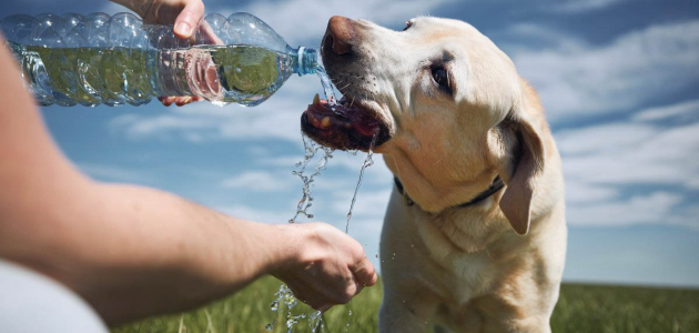 Меры для защиты животных в жаркие дни