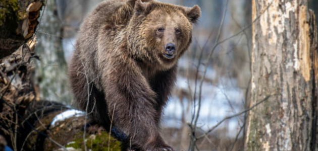 Встреча с медведями на горных тропах – ужасающий опыт