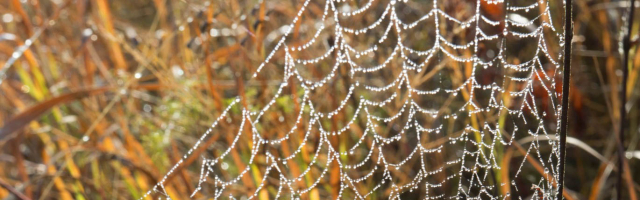 В народе отмечают Матвеев день