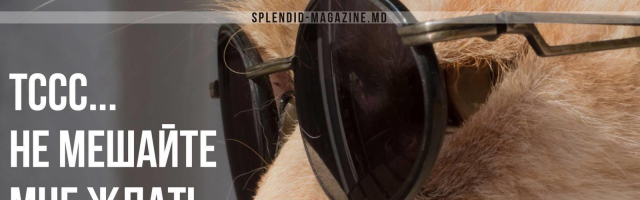 Нескучный Кишинёв: как развлечься 24 и 25 августа