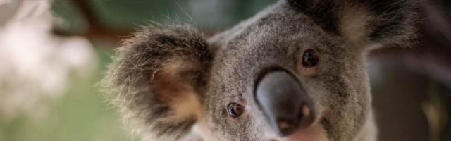 Сентябрь — месяц спасения коал