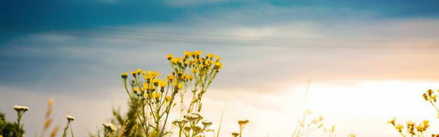 Неделя начнется с хорошей погоды