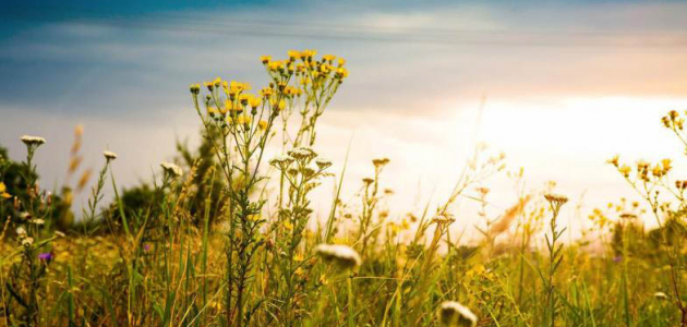 Неделя начнется с хорошей погоды