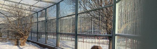 В румынском зоопарке произошла трагедия