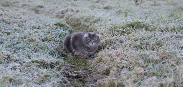 Какую погоду синоптики обещают на этой неделе