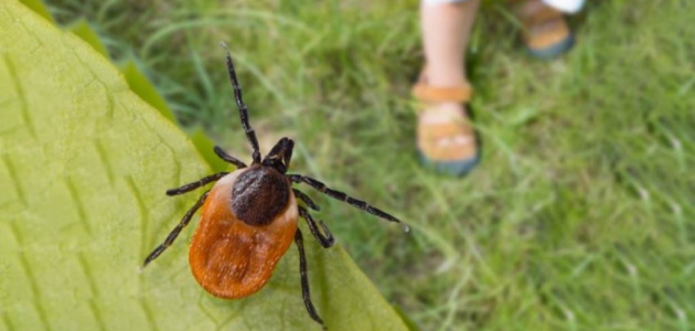 Мы вас не ждали, но вы всё равно приползли
