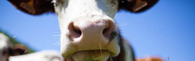 Молдавские коровы не догонят бразильских