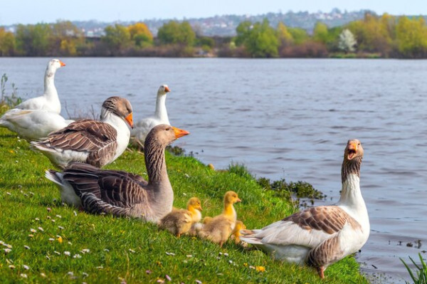 geese-small-yellow-gosling-river-bank_199743-5066