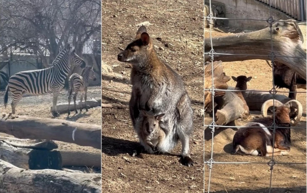 zoo_detki