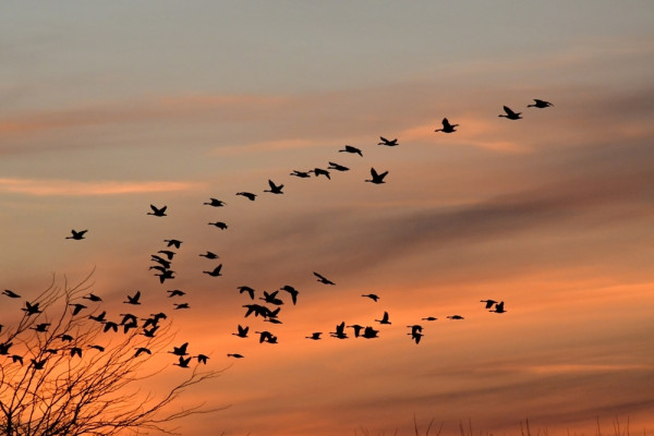 Flock,Of,Geese,In,A,Cloudy,Sky